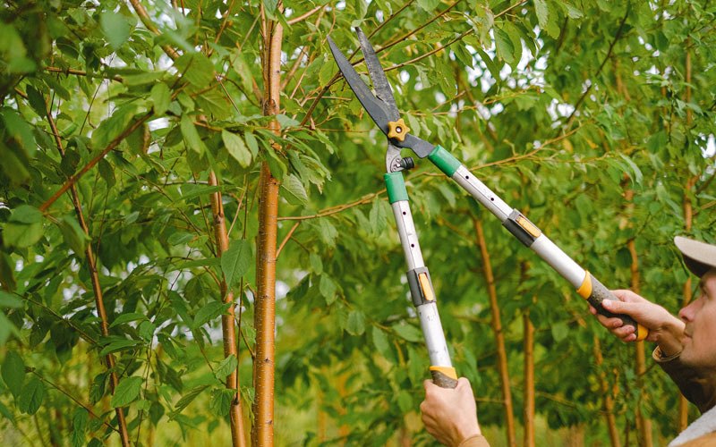 Tree trimming in Pine Bush, NY