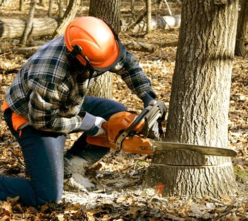 Tree Removal in Pine Bush, NY